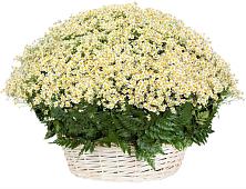 Цветочная композиция из Ромашки в корзине #REPLACE_PRED# Большое Сареево